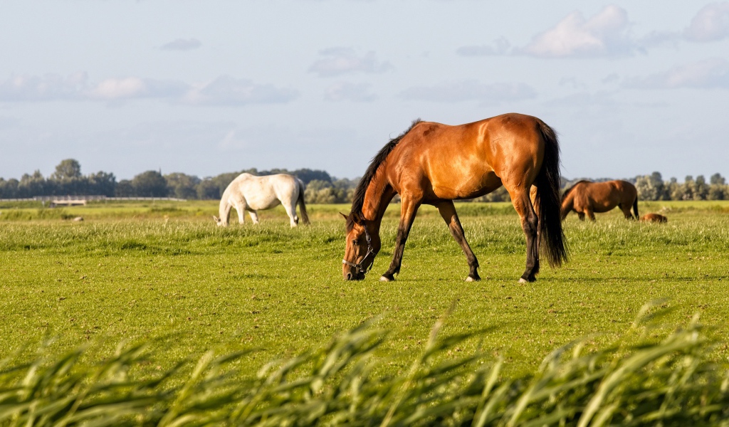 Большие грациозные лошади пасутся на поле