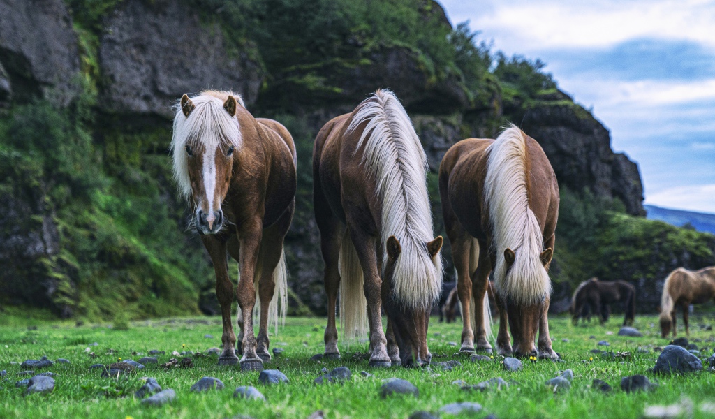 Три лошади пасутся на зеленой траве 