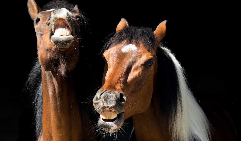 Две ржущие лошади на черном фоне