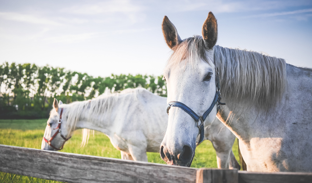 Две белые лошади в лучах солнца на ферме 