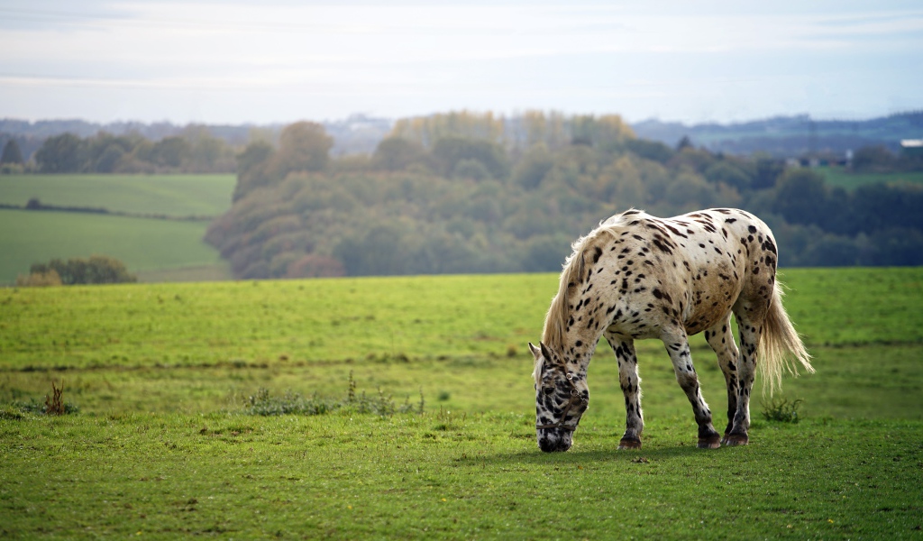 Белая пятнистая лошадь ходит по полю 