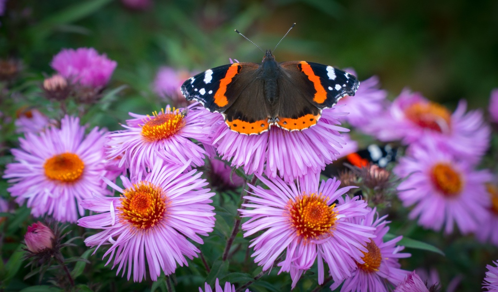 Бочка сидит на розовом цветке астры 