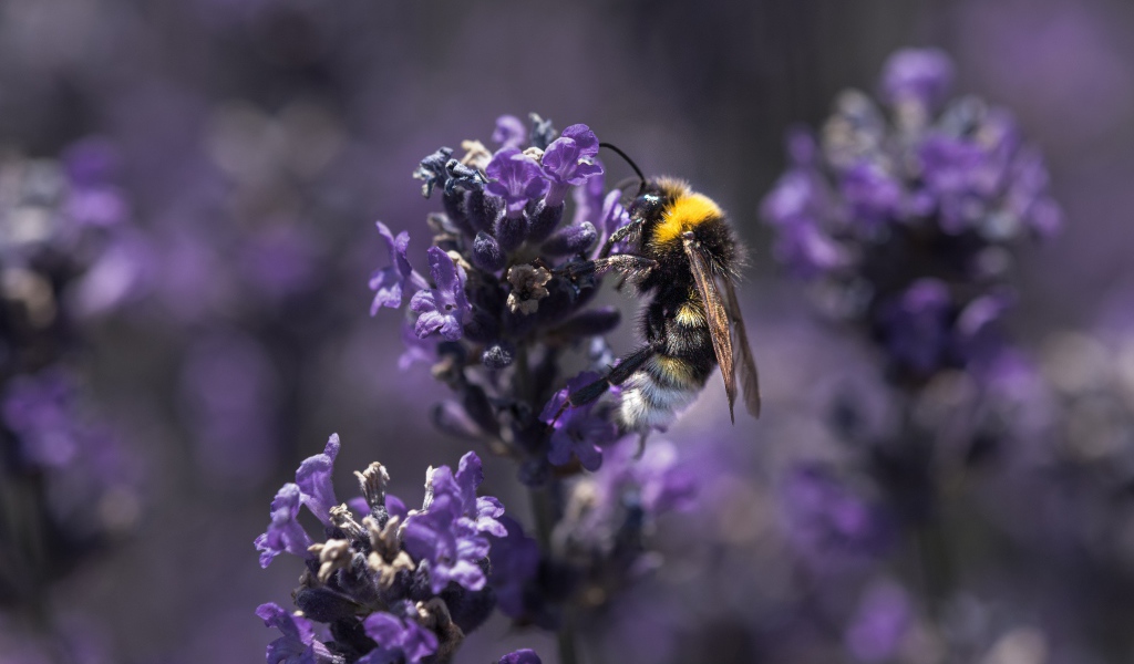 Пчела сидит на фиолетовом цветке лаванды 