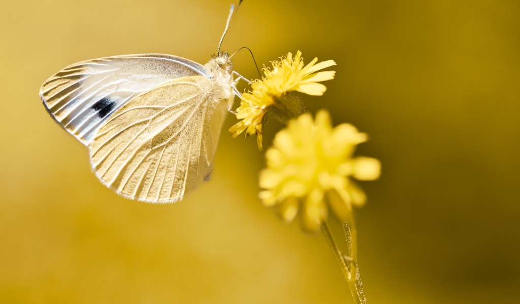 Бабочка сидит на желтом цветке 