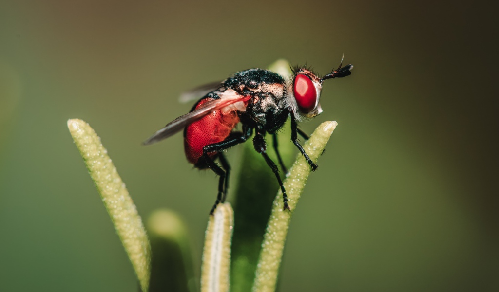 Муха сидит на зеленом растении 