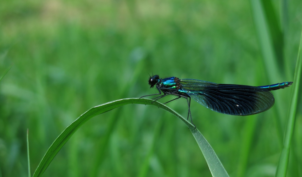 Большая черная стрекоза сидит на зеленой траве