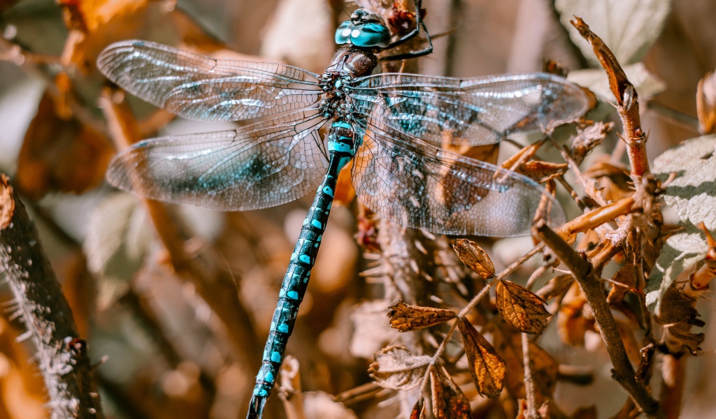 Большая голубая стрекоза сидит на ветке 