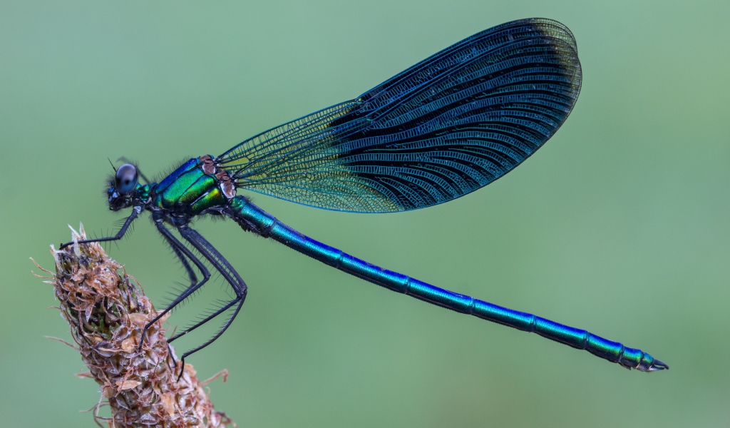 Большая синяя стрекоза сидит на колоске 