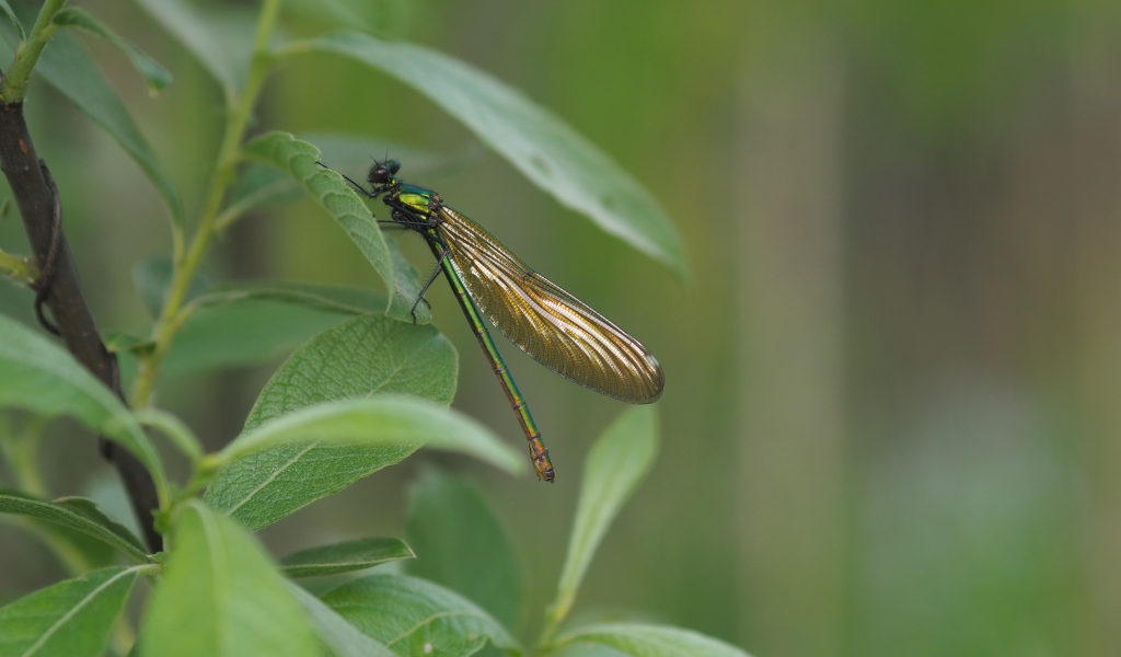 Большая стрекоза сидит на зеленом листе 