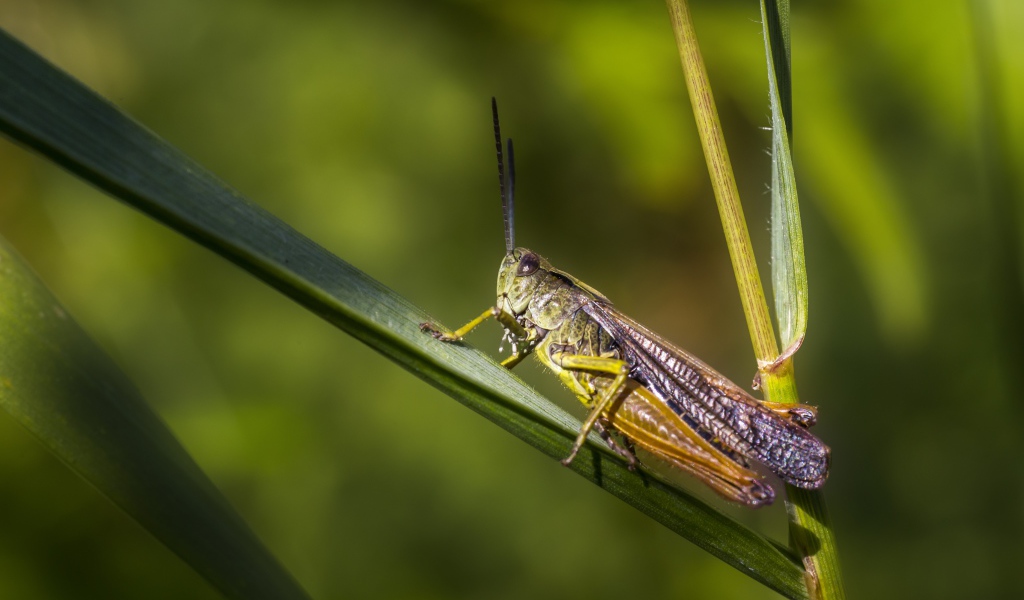 Большой кузнечик сидит на зеленой траве 