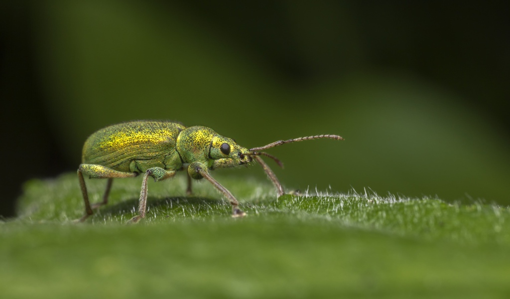 Большой зеленый жук сидит на зеленом листке 