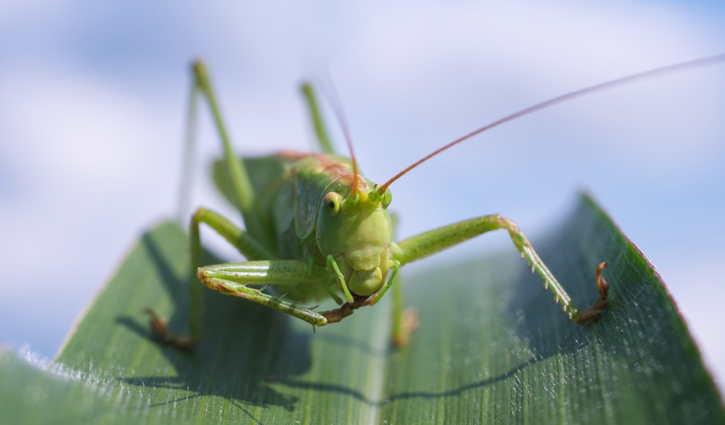 Большой зеленый кузнечик сидит на листе крупным планом