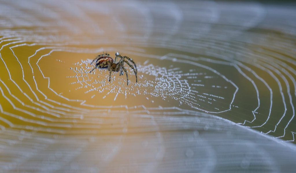 Большой паук сидит на паутине в каплях росы 
