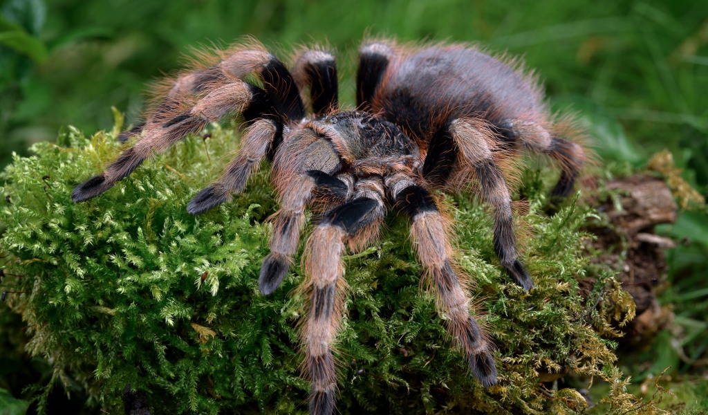 Большой паук тарантул идет по покрытой мхом земле