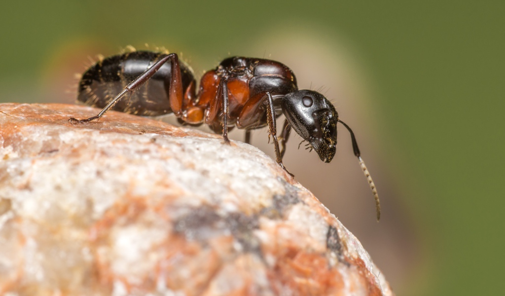 Муравей на камне крупным планом