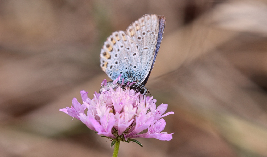 Красивая голубая бабочка на розовом цветке