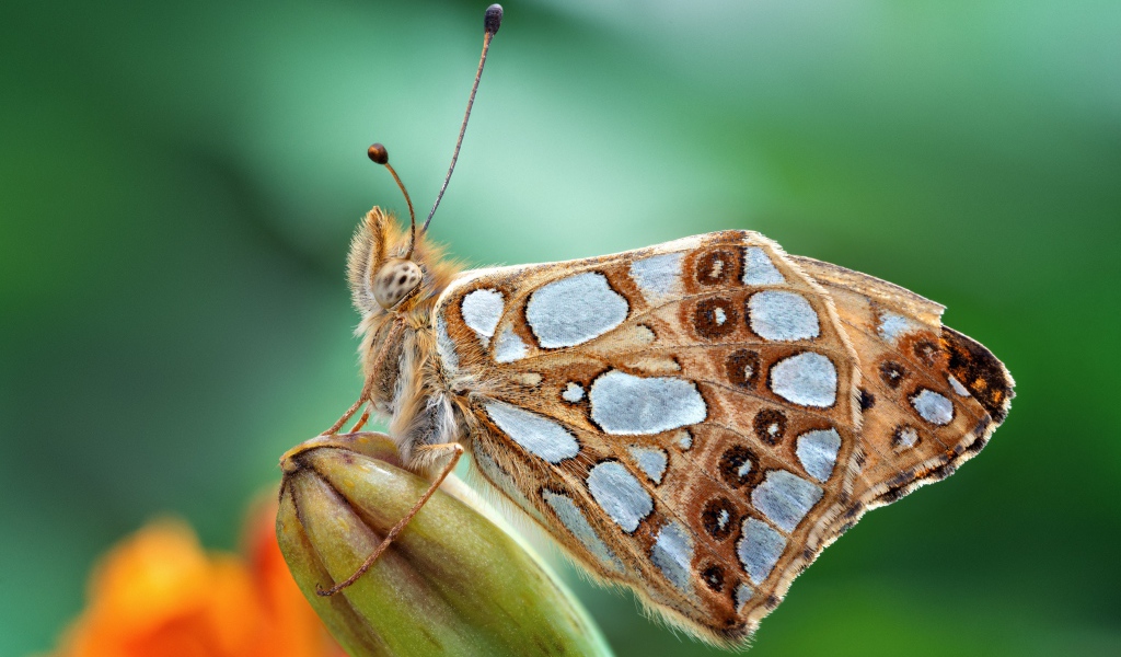 Красивая коричневая бабочка сидит на бутоне цветка 
