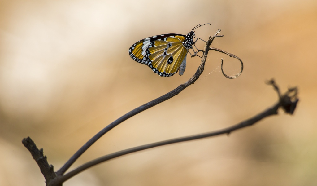 Красивая бабочка сидит на ветке дерева