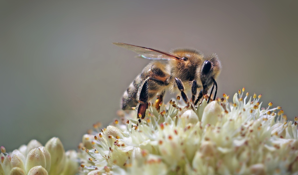 Пчела собирает нектар на цветке на сером фоне