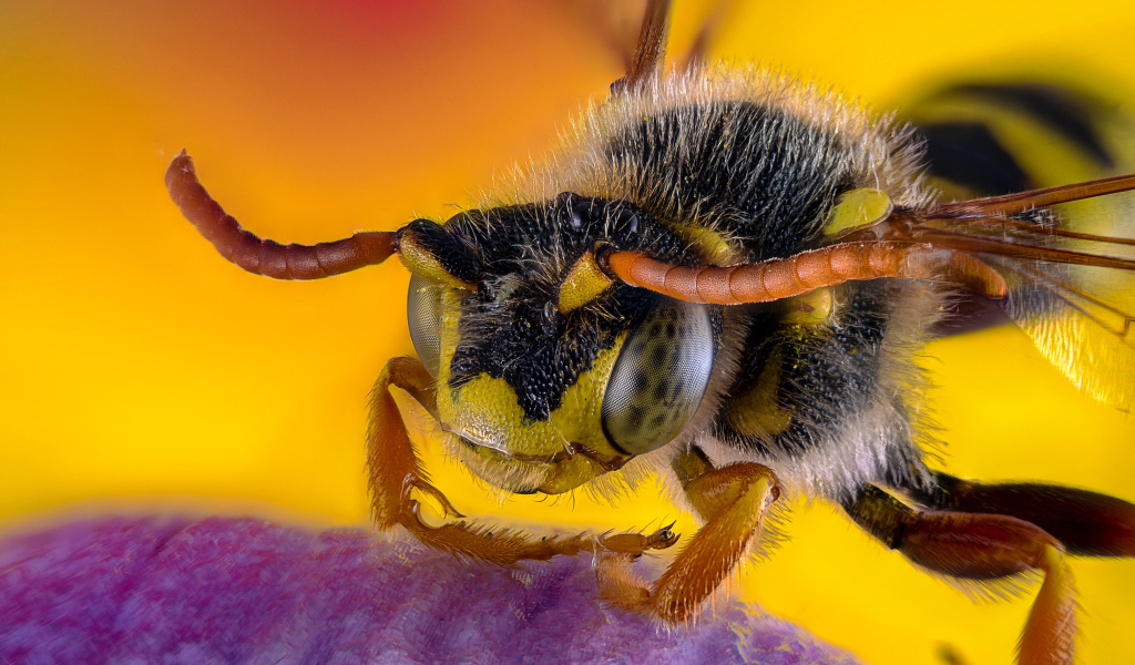 Пчела на цветке крупным планом 