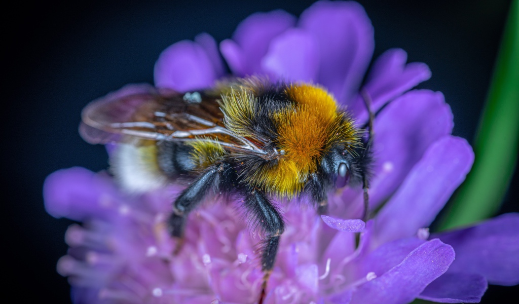 Пчела сидит на фиолетовом цветке 