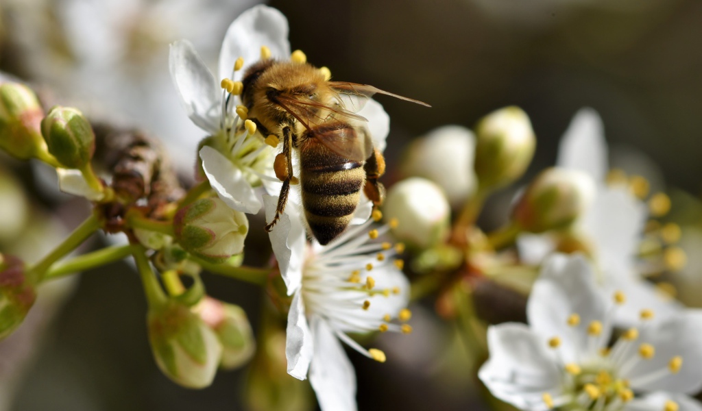 Большая пчела собирает нектар  с белых цветов вишни 
