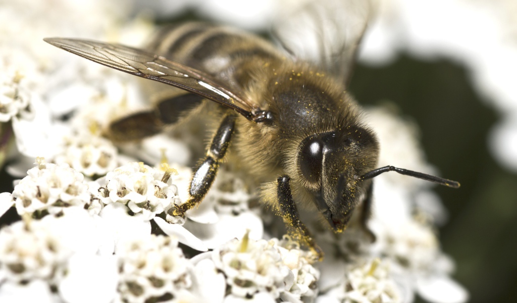 Большая пчела собирает нектар на белом цветке 