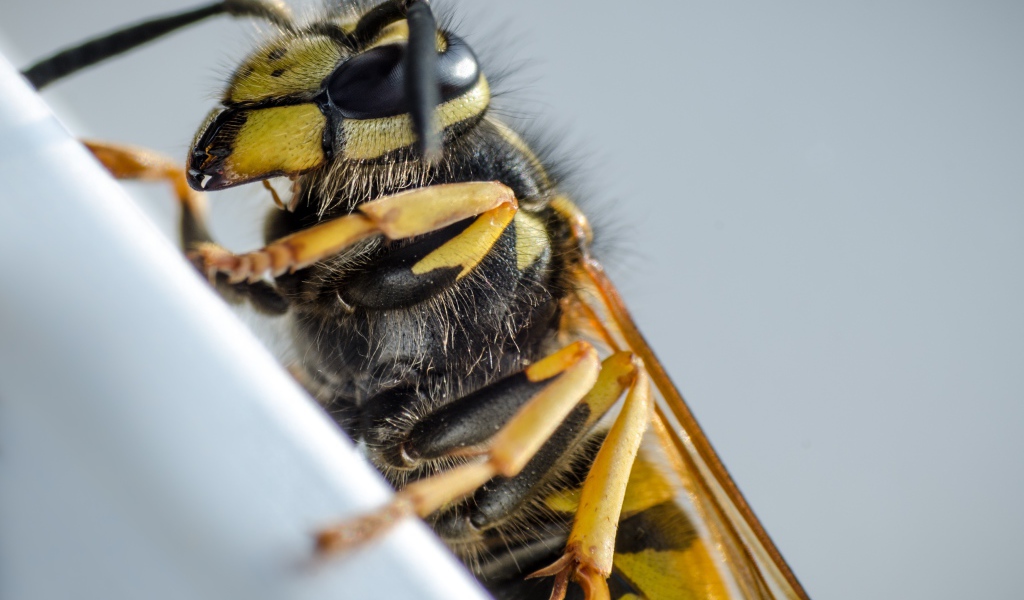 Большая пчела на сером фоне крупным планом