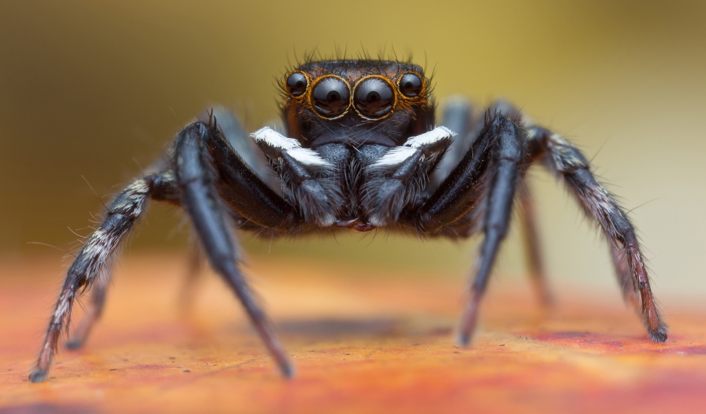 Большой черный паук крупным планом