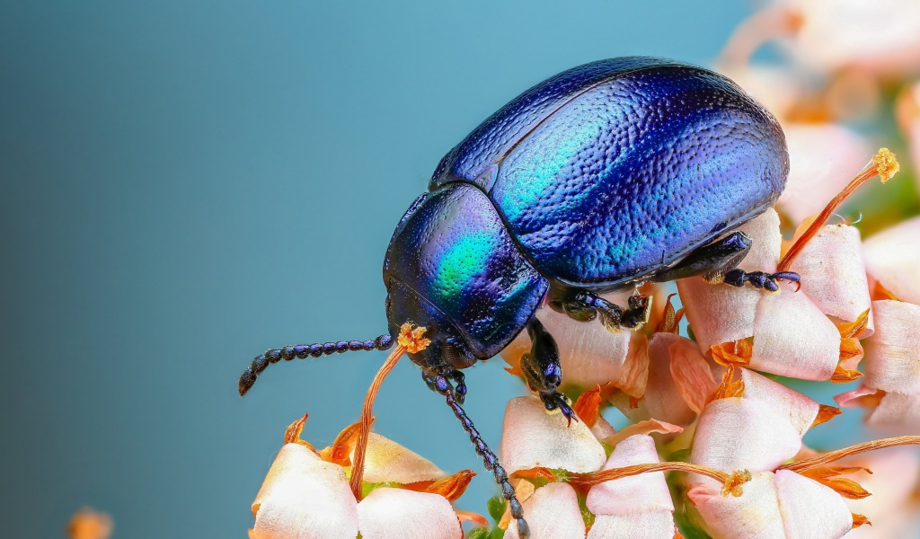 Большой синий жук на цветке 