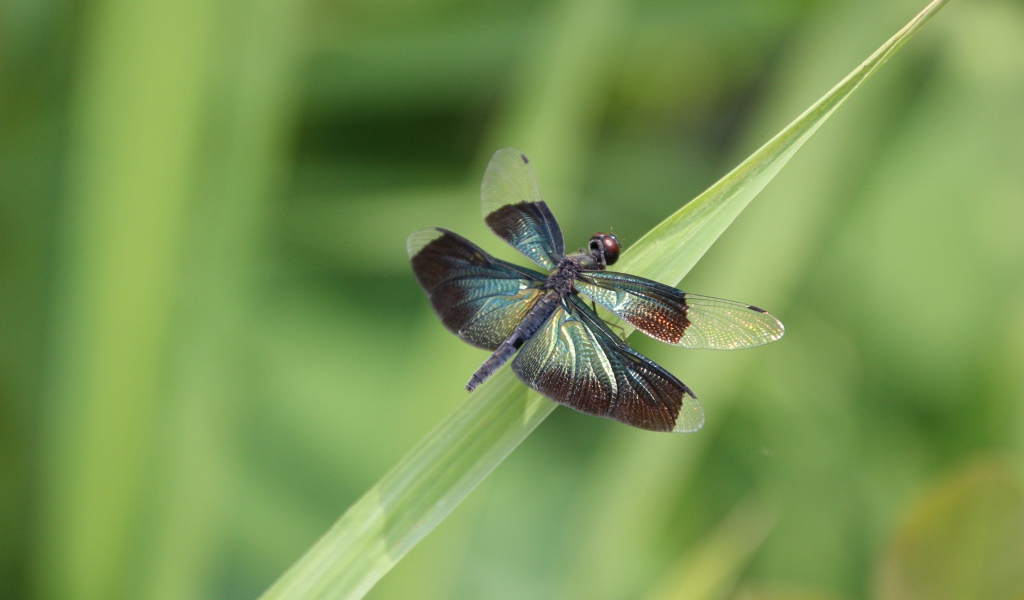 Большая голубая стрекоза сидит на зеленой траве