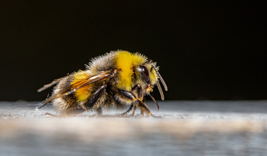 Большой шмель на черном фоне крупным планом