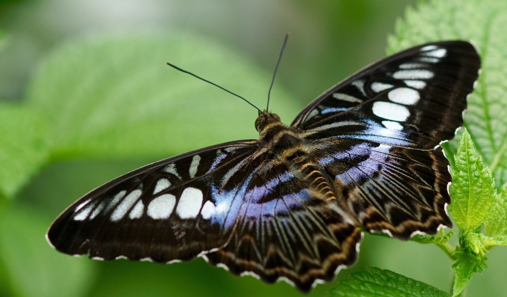 Большая бабочка сидит на зеленом листе 
