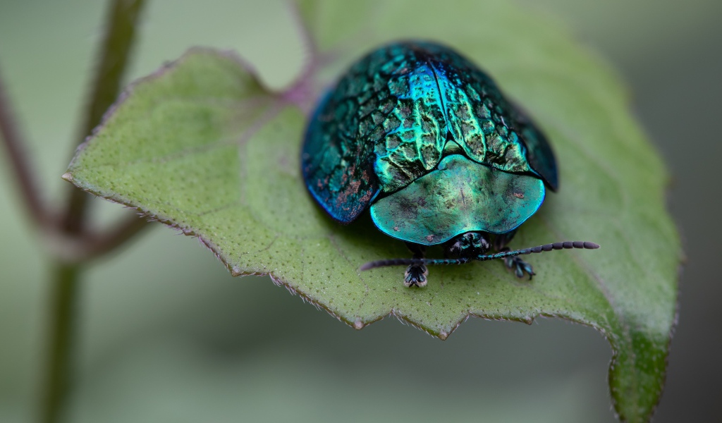 Большой зеленый жук сидит на листе