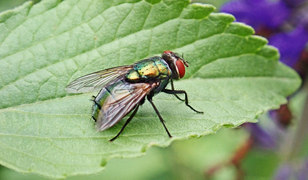 Большая зеленая муха на зеленом листке 