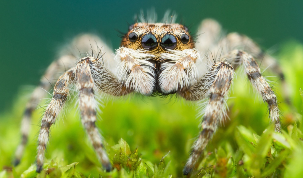 Большой паук крупным планом