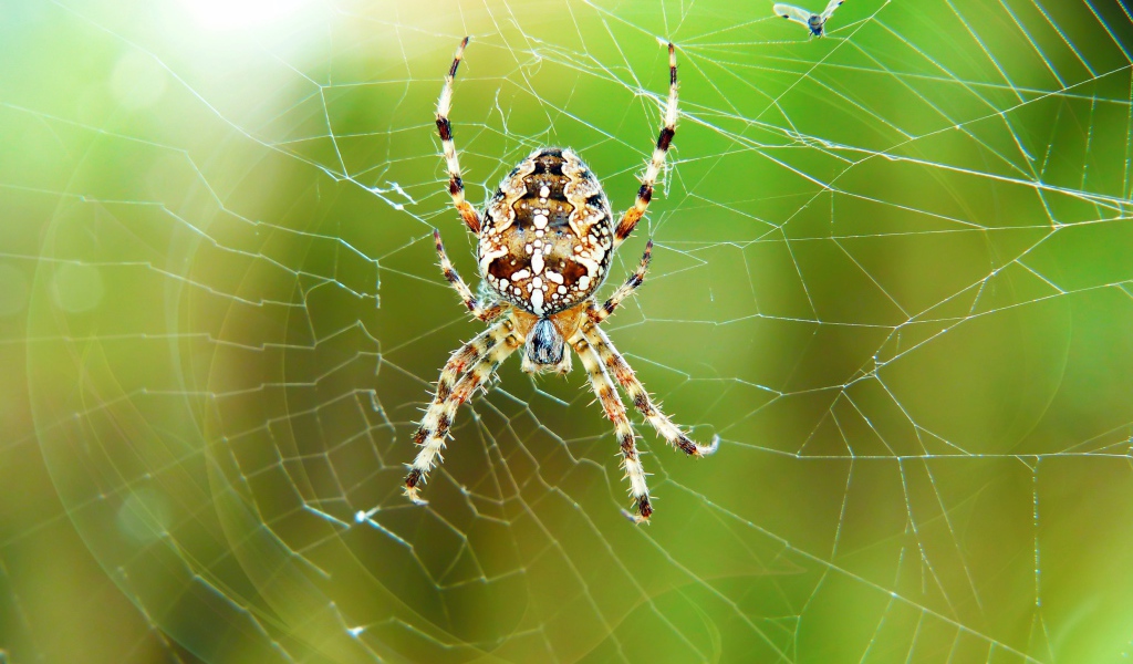 Большой паук висит на паутине