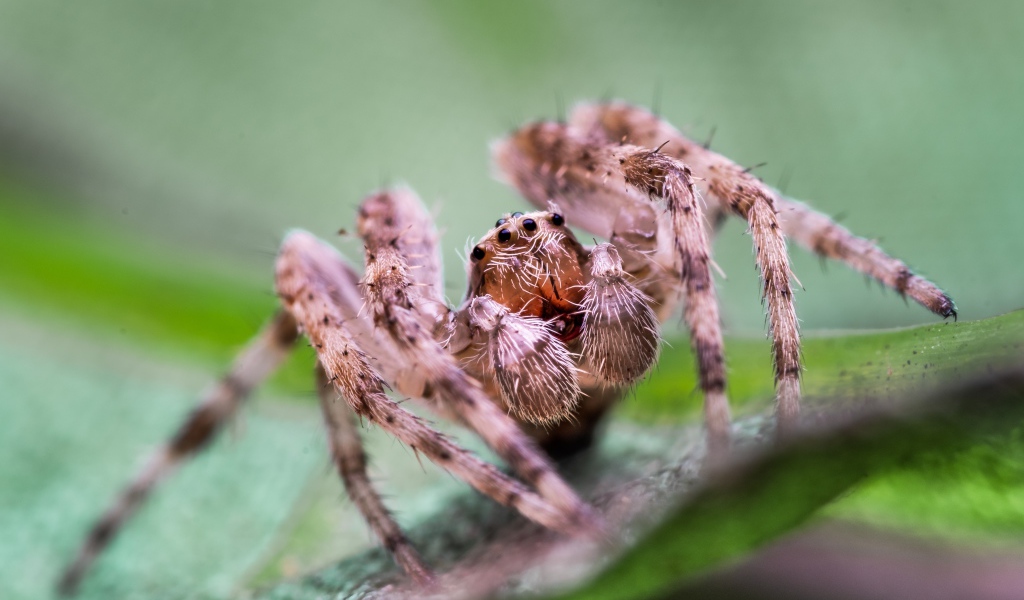 Большой паук на зеленом листке 