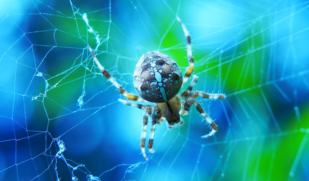 Большой паук на паутине крупным планом