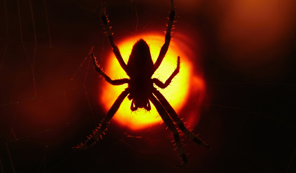 Большой паук на паутине на закате солнца 