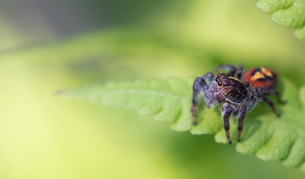 Большой паук сидит на зеленом листе