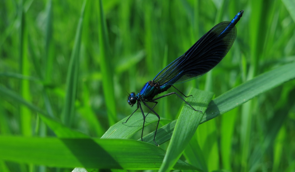 Черная стрекоза сидит на зеленой траве