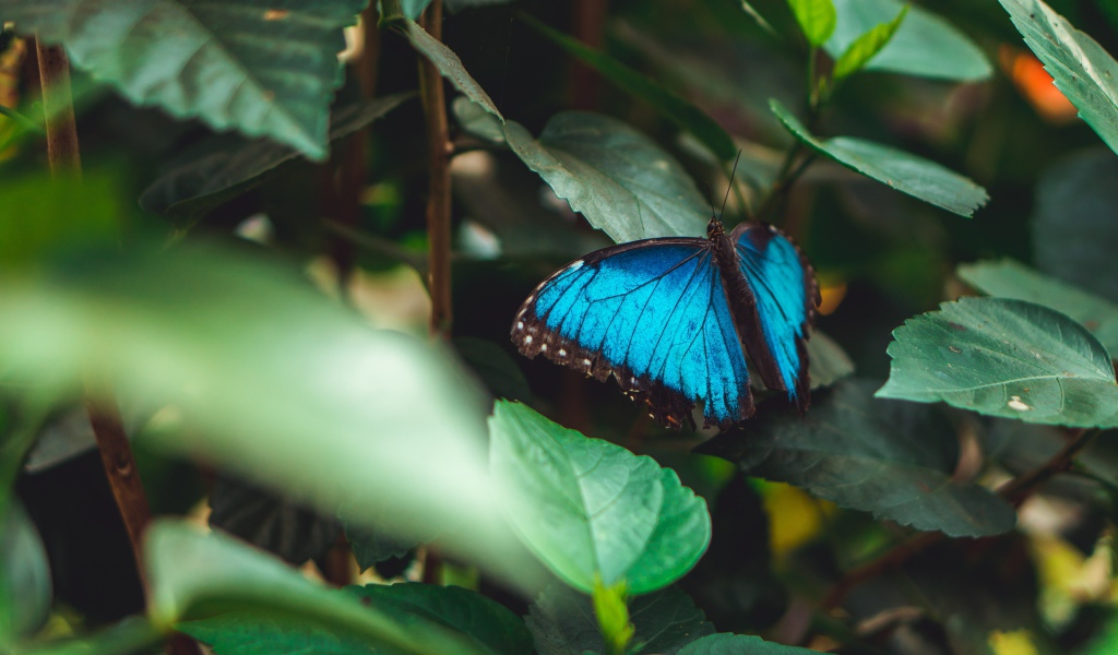 Голубая бабочка сидит на зеленом листе 