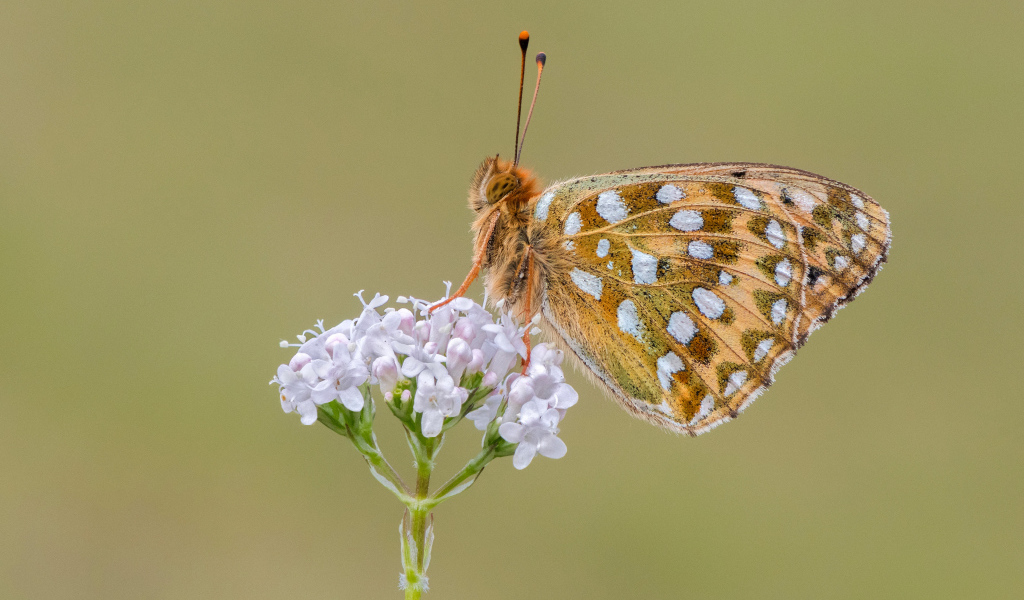 Коричневая бабочка сидит на цветке на коричневом фоне 