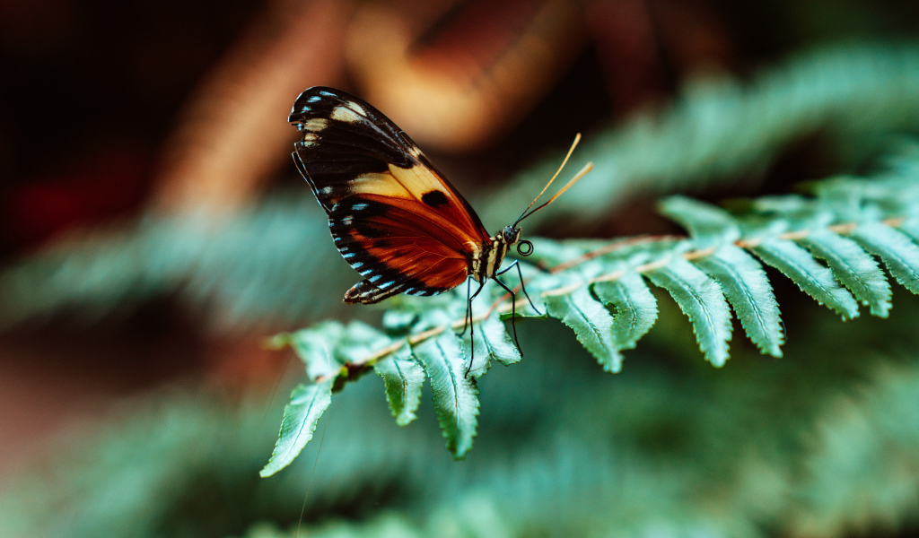 Бабочка сидит на зеленом листе папоротника 