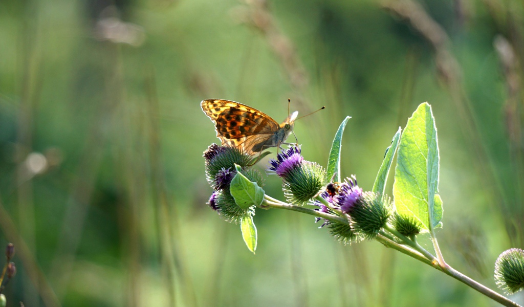 Бабочка сидит на ветке репейника