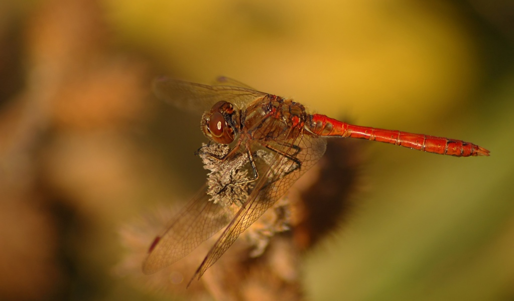 Стрекоза крупным планом сидит на ветке 