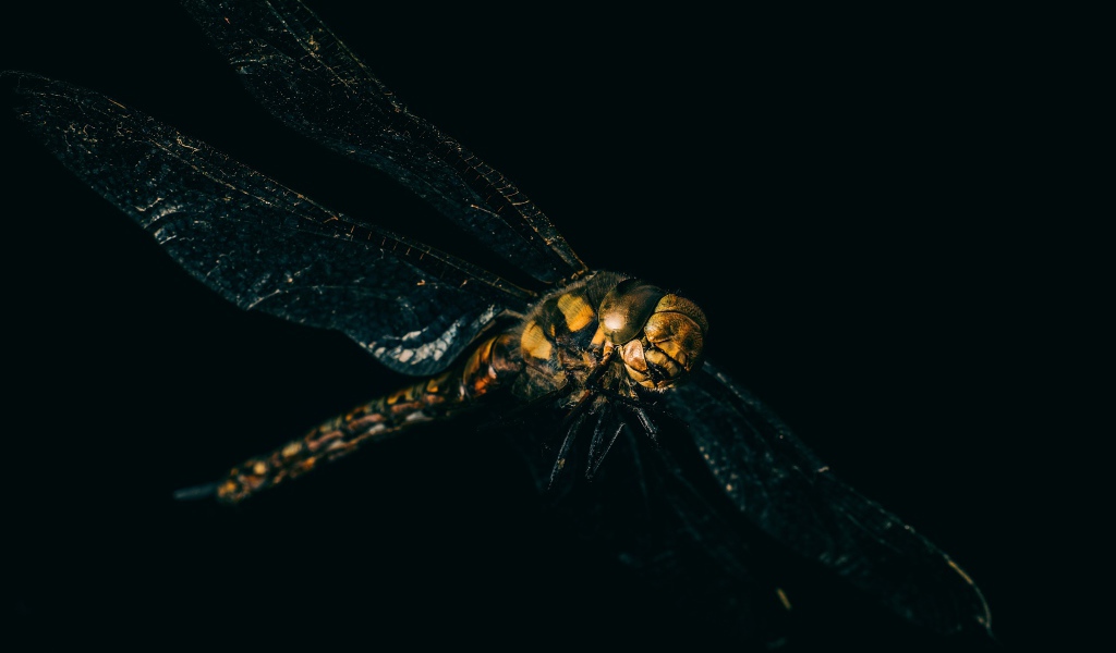 Стрекоза на черном фоне крупным планом