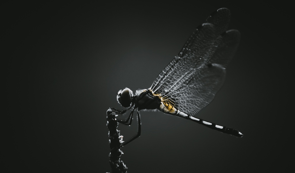 Стрекоза сидит на ветке на черном фоне 