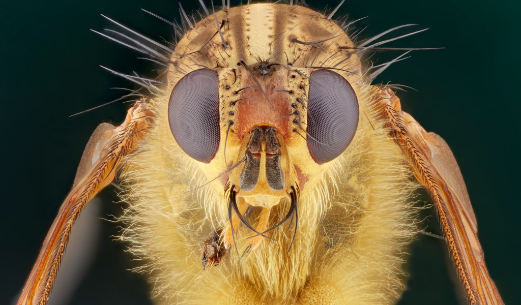 Голова мухи макросъемка 